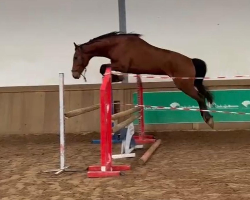horse